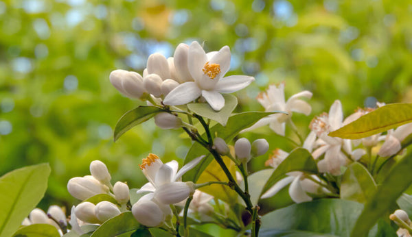 什麼是橙花油？橙花油有機護膚能帶來哪些益處？